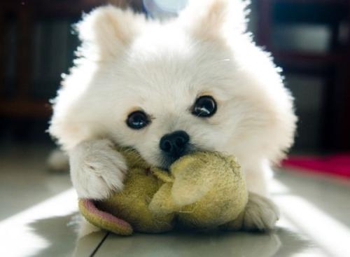 վƻش羳Ĳ 永ʽ4.4