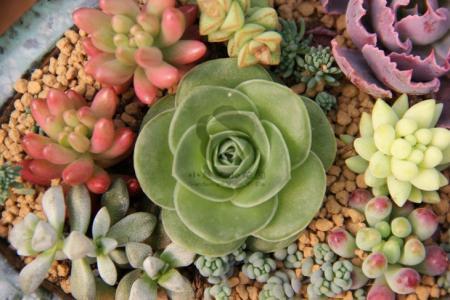 ڹʿϰ˹ԤıϮ911